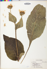 Inula helenium image