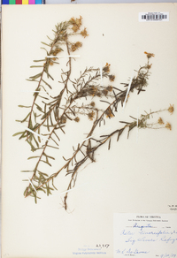 Ionactis linariifolia image