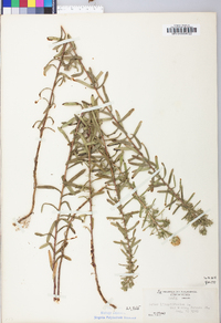 Ionactis linariifolia image