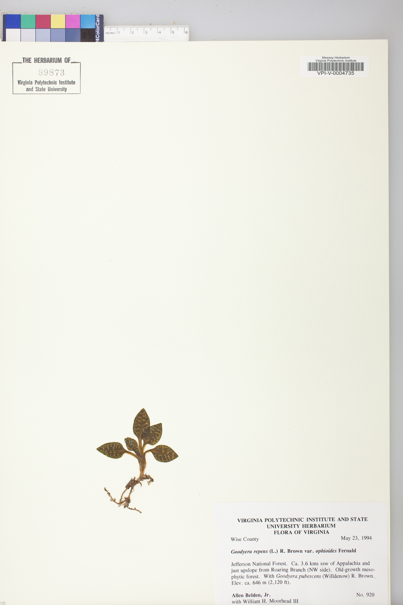 Goodyera repens image