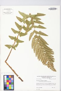 Dryopteris x slossoniae image