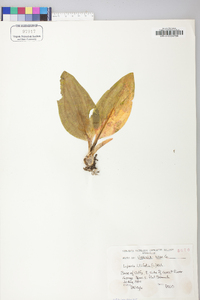 Liparis liliifolia image