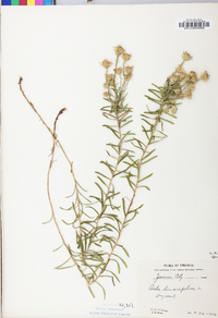 Ionactis linariifolia image