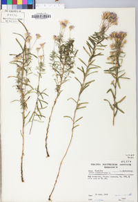 Ionactis linariifolia image