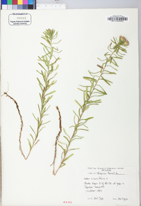 Ionactis linariifolia image