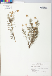 Ionactis linariifolia image