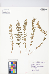 Woodsia scopulina image