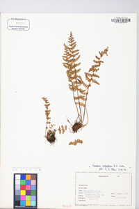 Woodsia scopulina image