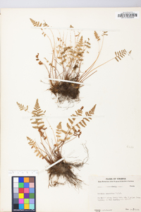 Woodsia scopulina image