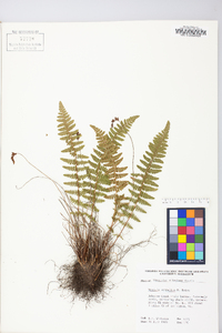 Woodsia scopulina image