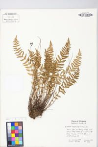 Woodsia scopulina image