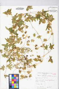 Lygodium palmatum image