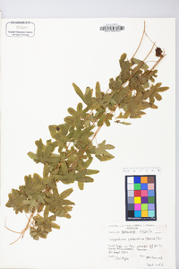 Lygodium palmatum image