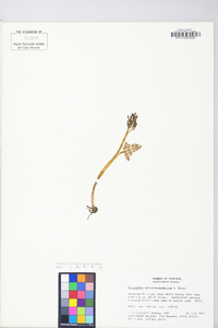 Botrychium matricariifolium image