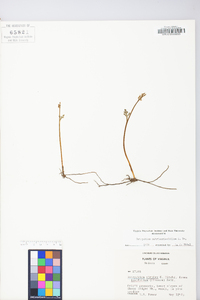 Botrychium matricariifolium image