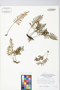 Polypodium polypodioides image