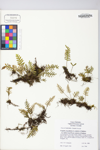 Polypodium polypodioides image