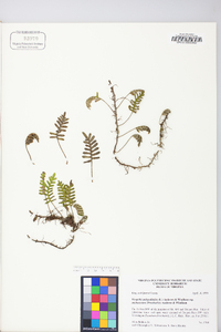 Polypodium polypodioides image