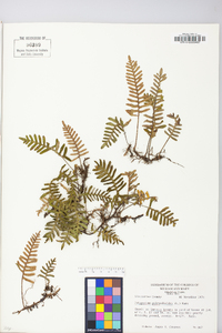 Polypodium polypodioides image