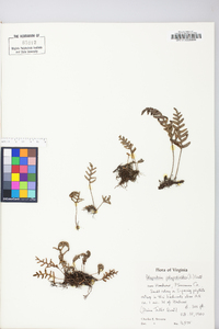 Polypodium polypodioides image