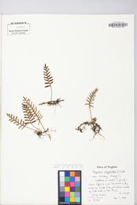 Polypodium polypodioides image