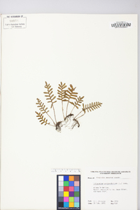 Polypodium polypodioides image