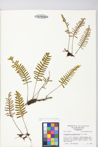 Polypodium polypodioides image