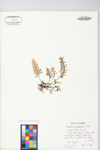 Polypodium polypodioides image