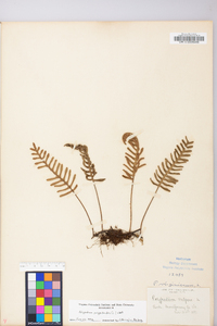 Polypodium polypodioides image