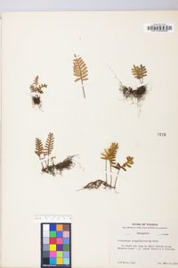 Polypodium polypodioides image