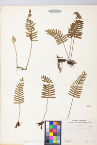 Polypodium polypodioides image