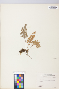 Polypodium polypodioides image