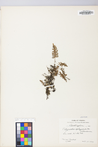 Polypodium polypodioides image