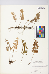 Polypodium polypodioides image