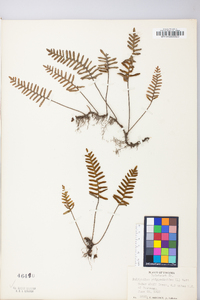 Polypodium polypodioides image