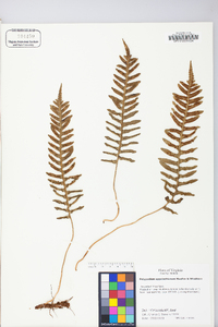 Polypodium appalachianum image