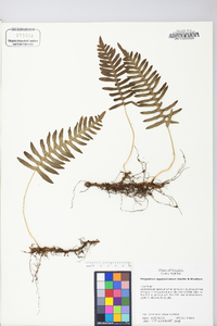 Polypodium appalachianum image