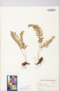 Polypodium appalachianum image