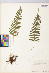 Polypodium appalachianum image