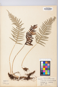 Polypodium appalachianum image