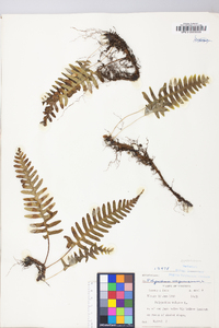 Polypodium appalachianum image