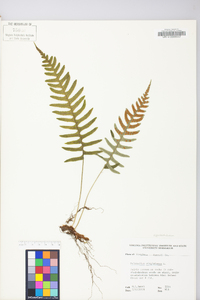 Polypodium appalachianum image