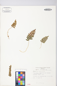 Polypodium appalachianum image