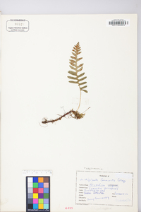 Polypodium appalachianum image