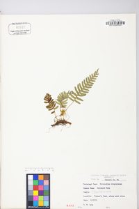 Polypodium appalachianum image