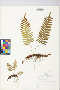 Polypodium appalachianum image