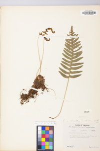 Polypodium appalachianum image