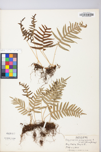 Polypodium appalachianum image