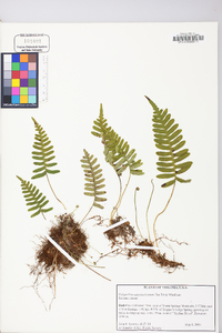 Polypodium appalachianum image