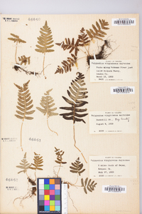 Polypodium appalachianum image